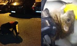 Şimdi de bu çıktı! Lağım fareleri araçların motorlarına girmeye başladı