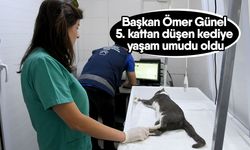 Başkan Ömer Günel 5. kattan düşen kediye yaşam umudu oldu