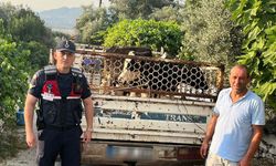 Nazilli’de çalınan hayvanlar Bozdoğan’da bulundu