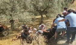 Aydın'daki zeytin bahçesinde feci ölüm! Yaptığı büyük hata sonunu getirdi