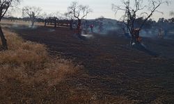 Germencik’te zeytinlik alanda yangın! 8 araçla müdahale sürüyor