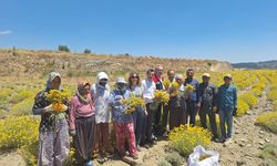 Aydın’da ilk hasat heyecanı! “İlçe ekonomisine önemli katkı sağlayacak”