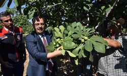 Aydın’da incir hasadı başladı: İncir hasadına Vali Canbolat katıldı