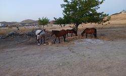 Alevlerden bir  efsane çıktı! Cehennem ateşinden "dörtnala" kaçtılar