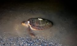 Caretta Caretta Gülkent Sahili'ne yanaştı