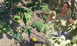 Aydın'da incirin başına büyük bela! Üreticiler ne yapacağını şaşırdı