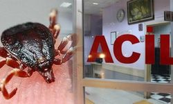 Şehir kabusu yaşıyor! Keneden 12 kişi hayatını kaybetti