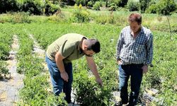 Kuyucak’ta domates tarlalarına teknik ziyaret