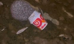 Meraklı kirpi dondurma kutusuna sıkıştı