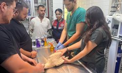 Nazilli’de kanatlı hayvanlar için rehabilitasyon merkezi talebi
