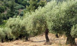 Zeytin üreticilerine kötü haber! Belediye 82 bin ağacın yok olabileceğini açıkladı