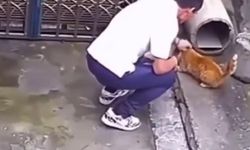 Aydın’da vahşet kameralarda: Kediye zarar veren adam aranıyor