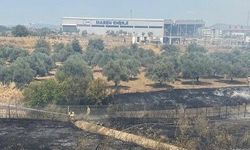 Aydın'daki zeytinlikte esrarengiz görüntü! Görenler mucize sandı gerçek sonradan anlaşıldı