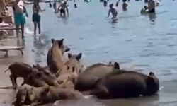 Kavurucu sıcaklar domuzların dengesini bozdu! Turistik ilçede yemek aramayı bırakıp bunu yapmaya başladılar