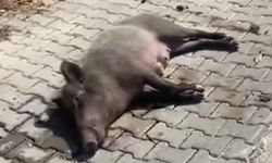 Aydın'da kimsenin ilgilenmediği yaralı domuza mahalle halkı sahip çıktı