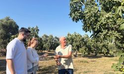 Avusturalyalılar Aydın incirine hayran kaldı