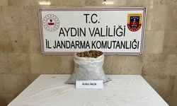 Aydın’da incir hırsızları jandarmadan kaçamadı