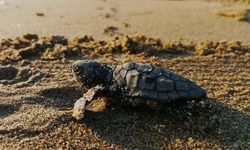 Aydın’da yavru Caretta Caretta’lar yuvalarından çıktı