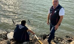 Bozdoğan Kemer Barajı’na 600 bin sazan yavrusu bırakıldı