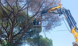 Efeler'in mesire alanı hem temiz hem güvenli