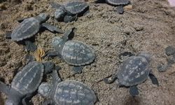 Kuşadası ve Didim sahillerinde ‘Caretta caretta’ heyecanı