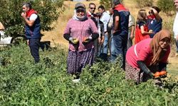 Kuyucak’ta hasat zamanı
