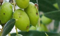 Nazilli’de zeytin sineği alarmı! Üreticilere önemli uyarı