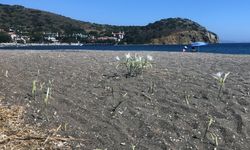 Bu bitkiye yaklaşan yanıyor! Cezası 557 bin lira