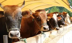 Aydın'da hayvan yetiştiricileri mesleği bırakıyor