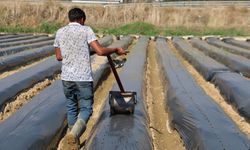 Aydın’da kış çileği üretimi başladı