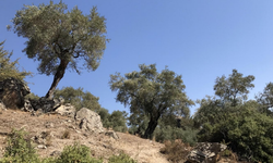 Aydın’da sudan ucuza zeytinlik