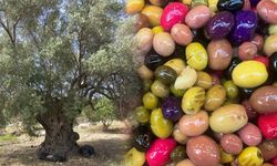 Karı kocanın zeytin kavgası ortaya çıkardı! Böylesi daha önce görülmedi