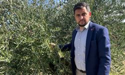 SP’li Başkan Kayaoğulları zeytin üreticisinin sorunlarına dikkat çekti