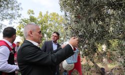 Zeytin bahçeleri mercek altına alındı! Tedirginlik hat safhada