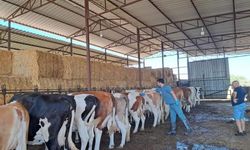 Aydın’da şap önlemleri artırıldı