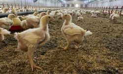 Aydın’da kuş gribi alarmı