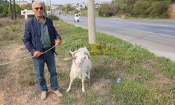 Çorum’dan Didim’e gelen Arslan keçi ve tavuklarla hayatını canlandırdı