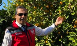 Aydın’da bereketli sezon: Mandalina bahçelerinde hasat heyecanı