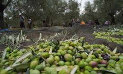 Aydınlı zeytin üreticilerin sorunları TBMM gündeminde