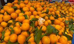 Efeler’deki semt pazarında mandalina ve portakal fiyatları düştü