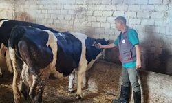 Söke’de artan şap hastalığı için önemli karar!