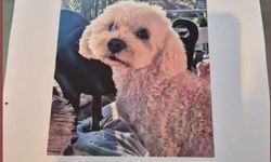 Aydın’da kaybolan köpek aranıyor! Bulana ödül verilecek