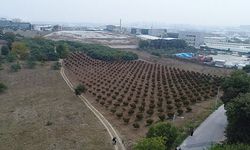 Aydın’da arsa fırsatı: TOKİ 252 arsayı ihaleyle satacak
