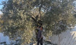 Aydın’da dededen toruna zeytin mirası