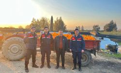 Nazilli'de 1,5 ton portakal çalındı! Jandarma titiz çalışmayla olayı aydınlattı