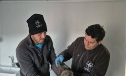Germencik’te ekipler yaralı şahin için seferber oldu