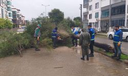 Nazilli Belediyesi’nden devrilen ağaçlara hızlı müdahale