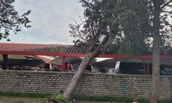 Aydın’da korkutan anlar! Ağaç pazaryerine devrildi