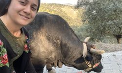 Aydınlı kadının şampiyon boğa gururu