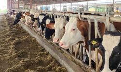 Köşk’te şap alarmı! Mahalleler karantinaya alındı